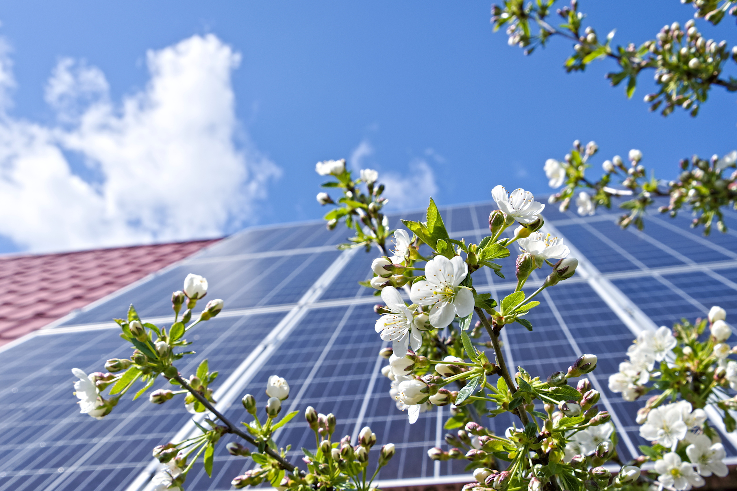 Photovoltaic,Panels,On,A,Slanted,Roof,And,Fruit,Tree,Flowers